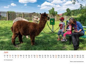 Fotokalender Alpakas 2021